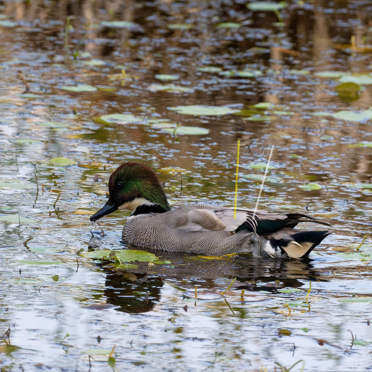 マメルビ (@mamerubi5028) / Posts / X