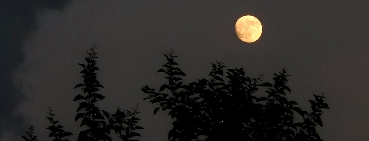 poohthebear0's tweet image. a lover, always