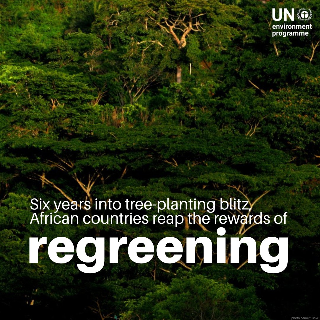 UNEP's tweet image. Six years into a massive tree-planting blitz, African communities are seeing real change

Restoring nearly 949 ha of land has brought back wildlife, improved rainfall &amp;amp; boosted local incomes.

Read more: unep.org/news-and-stori…