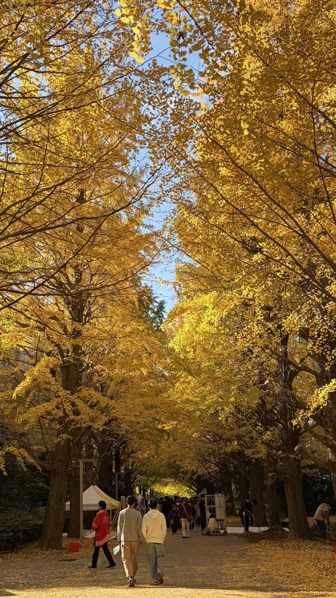 駒場祭で発表します！
面白い発表たくさんあるのでぜひ聞きに来てください！
22日 13:20-
23日 14:00-
24日 11:40-
駒場はイチョウ並木もすごい綺麗で見ごろです🍂
#ut10min