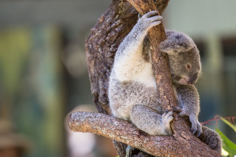 🇦🇺✨ Get ready to explore the wonders of Australia, starting in beautiful Cairns! Experience incredible wildlife encounters, including the adorable koala hanging from trees.🌿🐨

Are you ready to embark on your Australian adventure? Contact me today to book your trip! 📞✈️
