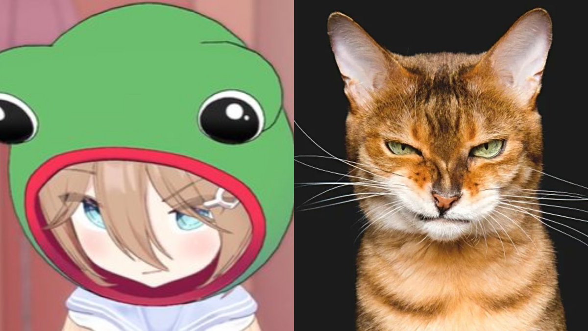 yy9926000580598's tweet image. She is a little cat