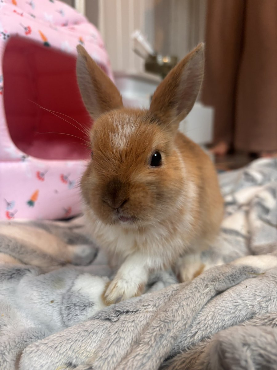 carrotcottagerr's tweet image. BUNNY OF THE WEEK!! 

Yep, it’s the little big man himself, Harry!! This little warrior is not even 12 weeks old and he’s already been through so much,
he’s a happy chappy with a lot of fight in him. Harry was born with congenital malocclusions and ankylosis of the spine, he…