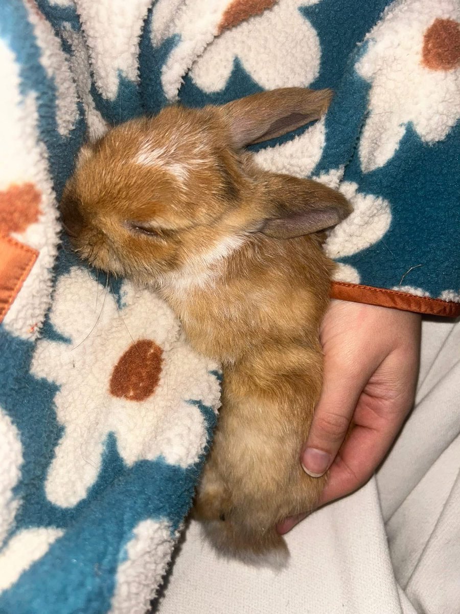 carrotcottagerr's tweet image. BUNNY OF THE WEEK!! 

Yep, it’s the little big man himself, Harry!! This little warrior is not even 12 weeks old and he’s already been through so much,
he’s a happy chappy with a lot of fight in him. Harry was born with congenital malocclusions and ankylosis of the spine, he…