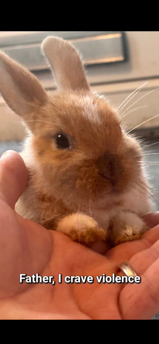 carrotcottagerr's tweet image. BUNNY OF THE WEEK!! 

Yep, it’s the little big man himself, Harry!! This little warrior is not even 12 weeks old and he’s already been through so much,
he’s a happy chappy with a lot of fight in him. Harry was born with congenital malocclusions and ankylosis of the spine, he…