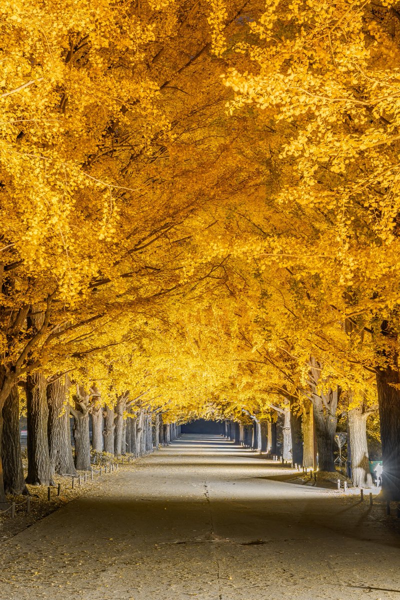 東京が誇る昭和記念公園の銀杏並木が最高潮となりました