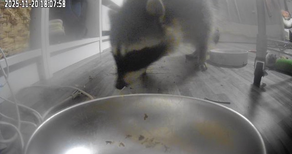 kyle morris tweet media