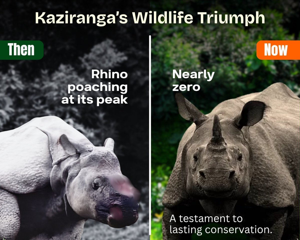 himantabiswa's tweet image. Under Congress, rhino poaching in Kaziranga was at its peak. 

Today, it’s nearly zero. A strong testament to our govt’s conservation efforts for these gentle giants. 

Our Rhinos. Our Pride. Our Promise.