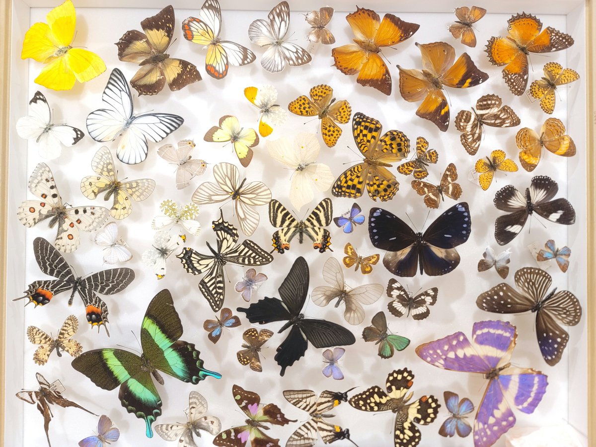 tohokuinsect's tweet photo. AO入試Ⅱ期に合格された皆様、おめでとうございます🎉🎉

東北大学昆虫研究会では、
🔍昆虫観察
🪲採集
🦋標本づくり
など、虫好きにはたまらない活動をしています！

新歓情報や活動の様子はこのアカウントで発信中🐞
「ちょっと気になる」でも大歓迎。
一緒に虫を愛でませんか？👀💚
 #春から東北大 https://t.co/usYH3e1BDT