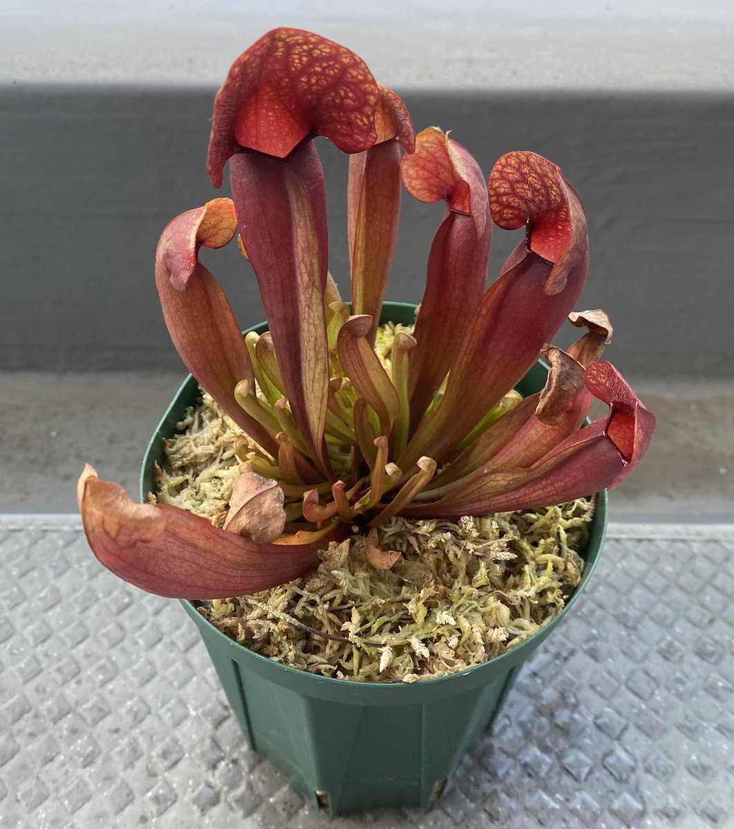 Ax05F's tweet image. S. x swaniana カクタス長田

まだ株分けしなくてもいいかな