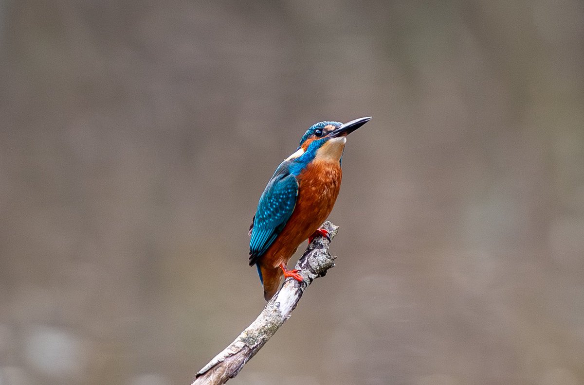 Andy Newton tweet media