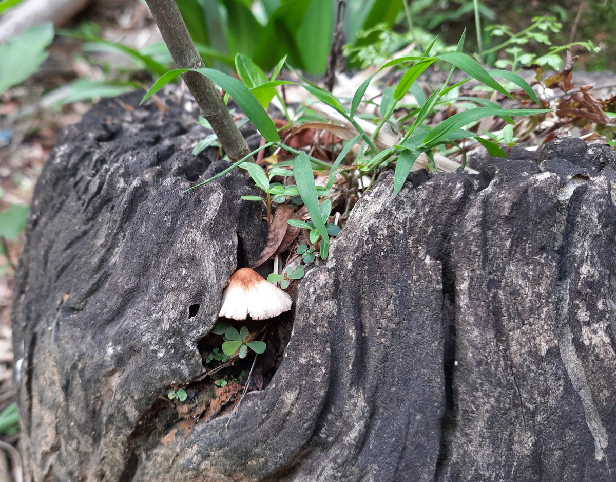 RiniLalsim's tweet photo. 🍄🍃🍀
A tiny mushroom in an old stump

#FungiFriday #Mushroom https://t.co/egTzsh4gsj