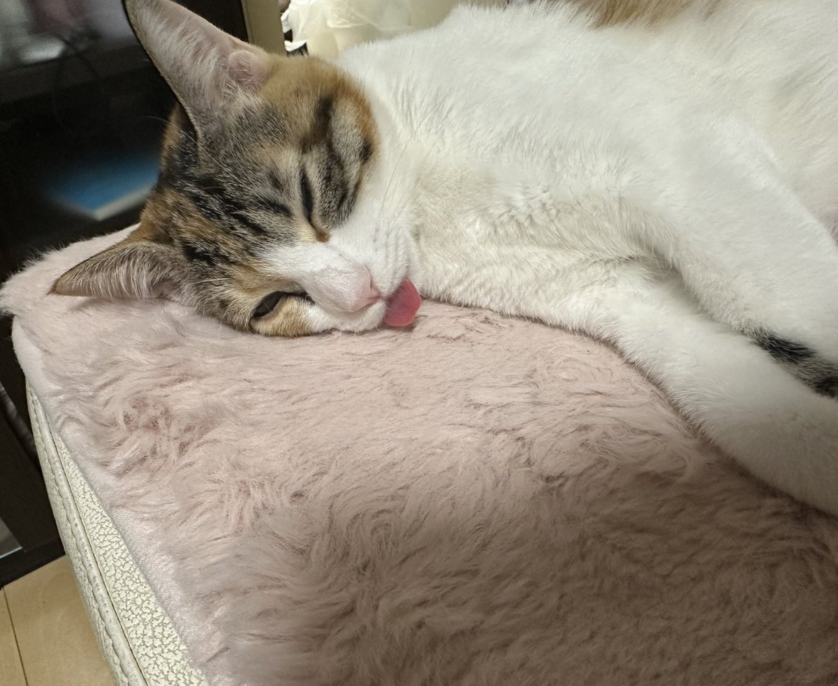 OW_PC_atthi's tweet image. 綺麗な顔してるだろ

寝てるんだぜ。それで