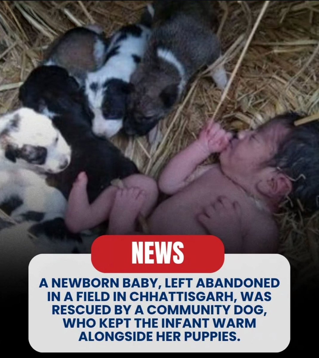 BS_Prasad's tweet image. Humanity gone for a toss and animal instinct prevails royally!!

#abandonedchild #communitydogs #streetdogs #straydogs