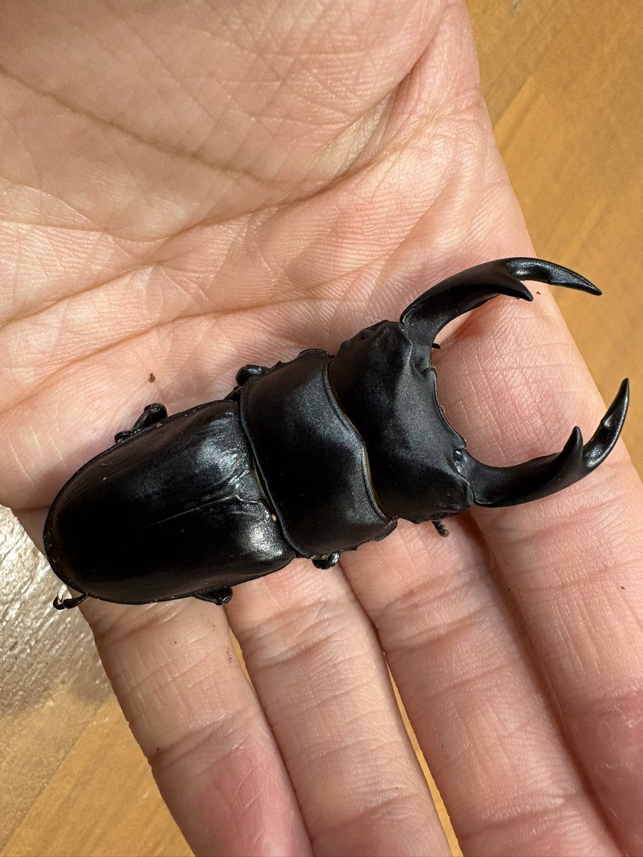 YOUKON2009's tweet photo. 最近オオクワガタのポストが少ない気がします...  飼育者の減少が顕著なんですかね💦
WF1 来年の親
古き良きオオクワって感じ
惜しくも70mmには届きませんでしたが次世代で超えたい🔥 https://t.co/em9cz0lioi