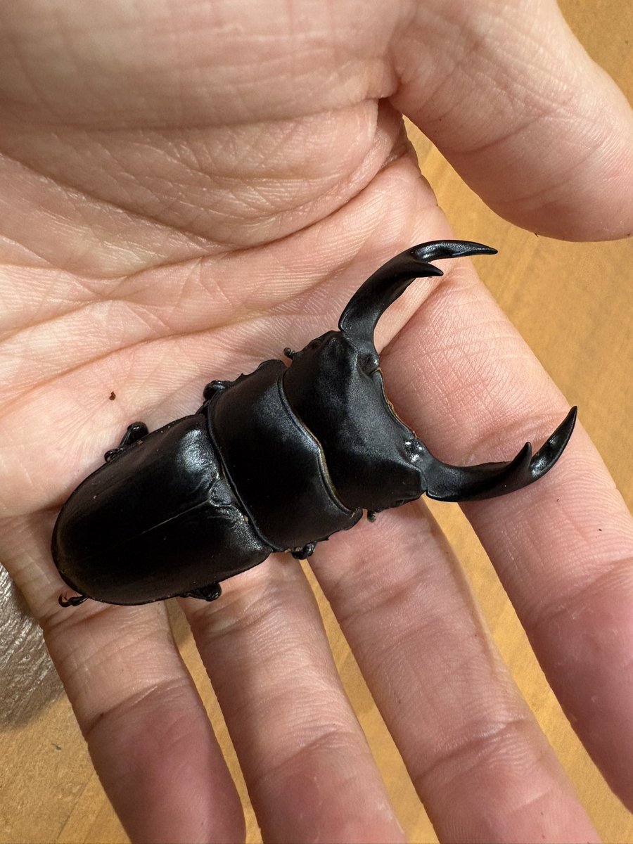 YOUKON2009's tweet photo. 最近オオクワガタのポストが少ない気がします...  飼育者の減少が顕著なんですかね💦
WF1 来年の親
古き良きオオクワって感じ
惜しくも70mmには届きませんでしたが次世代で超えたい🔥 https://t.co/em9cz0lioi
