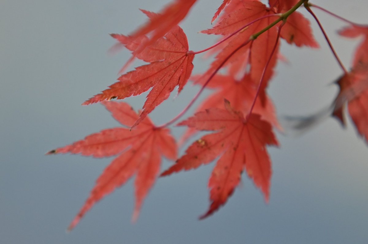CyPm4f's tweet image. #写真好きな人と繋がりたい
延岡市北方町、鹿川渓谷にて。
ホントは紅いもみじと渓流を撮りたかったんですが、まぁタイミング合わず😅
場所によっては紅く染まっているもみじもありました🍁
また次頑張ろう💪📷❗️