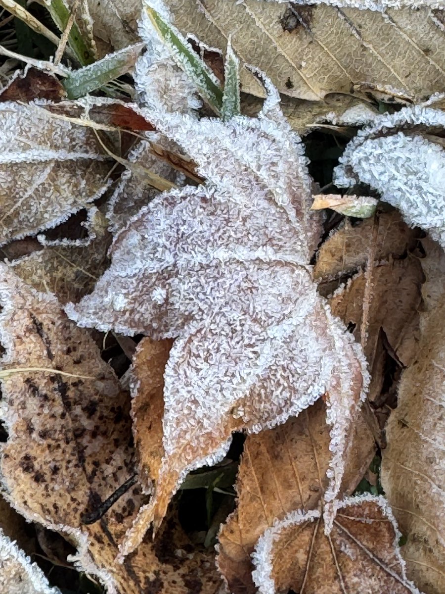 CyPm4f's tweet image. #写真好きな人と繋がりたい
延岡市北方町、鹿川渓谷にて。
ホントは紅いもみじと渓流を撮りたかったんですが、まぁタイミング合わず😅
場所によっては紅く染まっているもみじもありました🍁
また次頑張ろう💪📷❗️