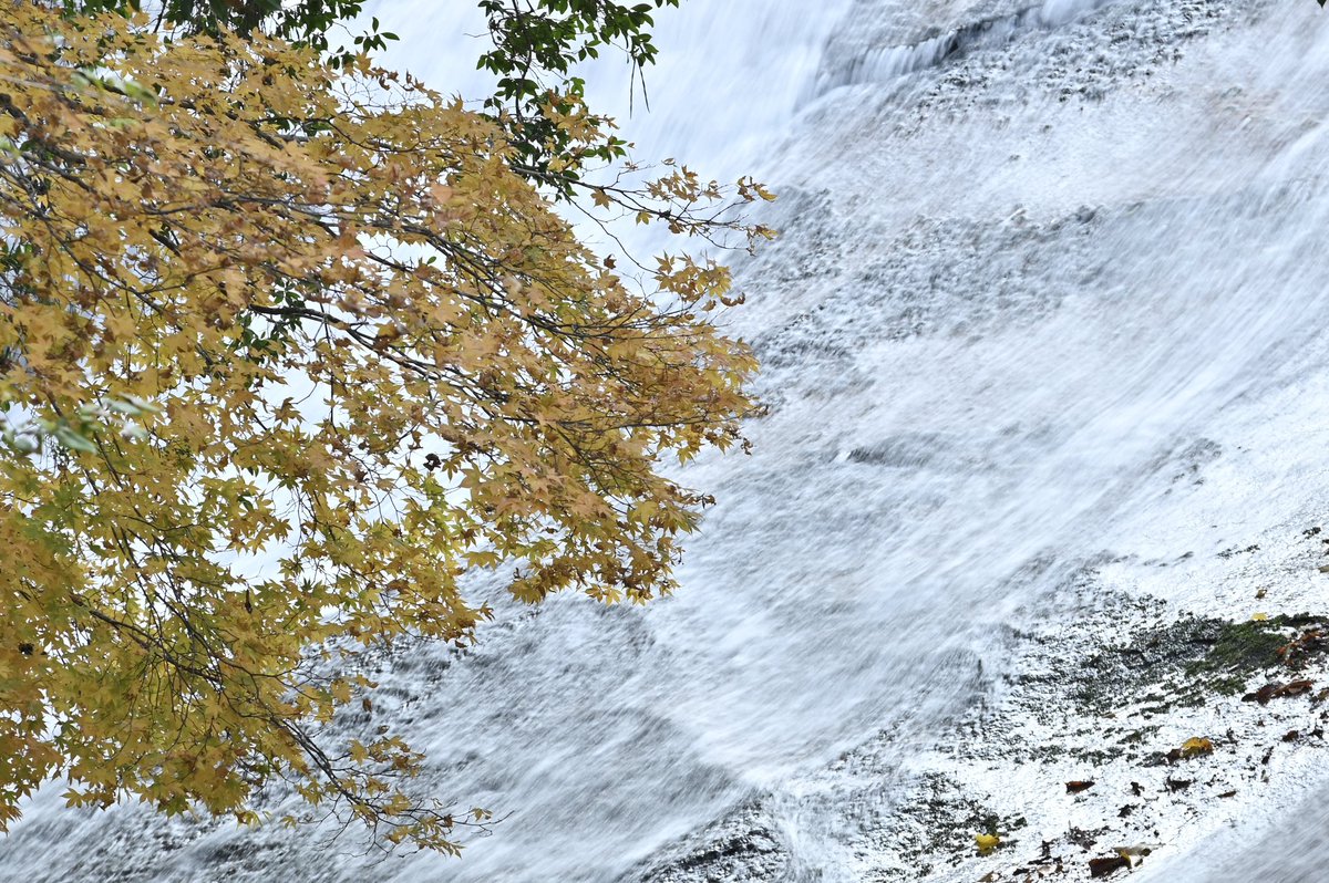 CyPm4f's tweet image. #写真好きな人と繋がりたい
延岡市北方町、鹿川渓谷にて。
ホントは紅いもみじと渓流を撮りたかったんですが、まぁタイミング合わず😅
場所によっては紅く染まっているもみじもありました🍁
また次頑張ろう💪📷❗️