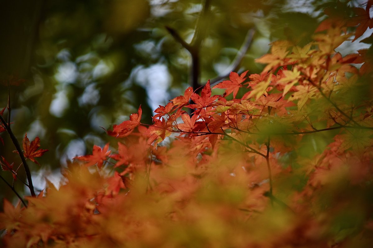CyPm4f's tweet image. #写真好きな人と繋がりたい
延岡市北方町、鹿川渓谷にて。
ホントは紅いもみじと渓流を撮りたかったんですが、まぁタイミング合わず😅
場所によっては紅く染まっているもみじもありました🍁
また次頑張ろう💪📷❗️