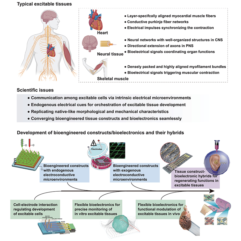 IntJExtremManuf's tweet image. This review explores how electrical microenvironments enhance excitable tissue regeneration, the design &amp;amp; #Fabrication of flexible bioelectronics, and the feasibility of integrating them with tissue engineering scaffolds.

#IJEM #OpenAccess: doi.org/10.1088/2631-7…