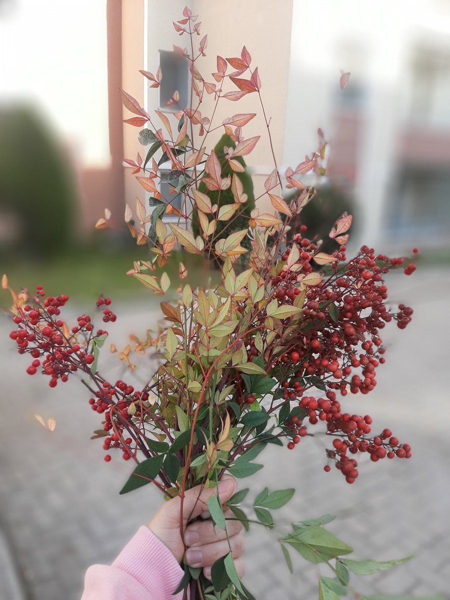 Sabah budananlardan bir demet... Cennet bambusu