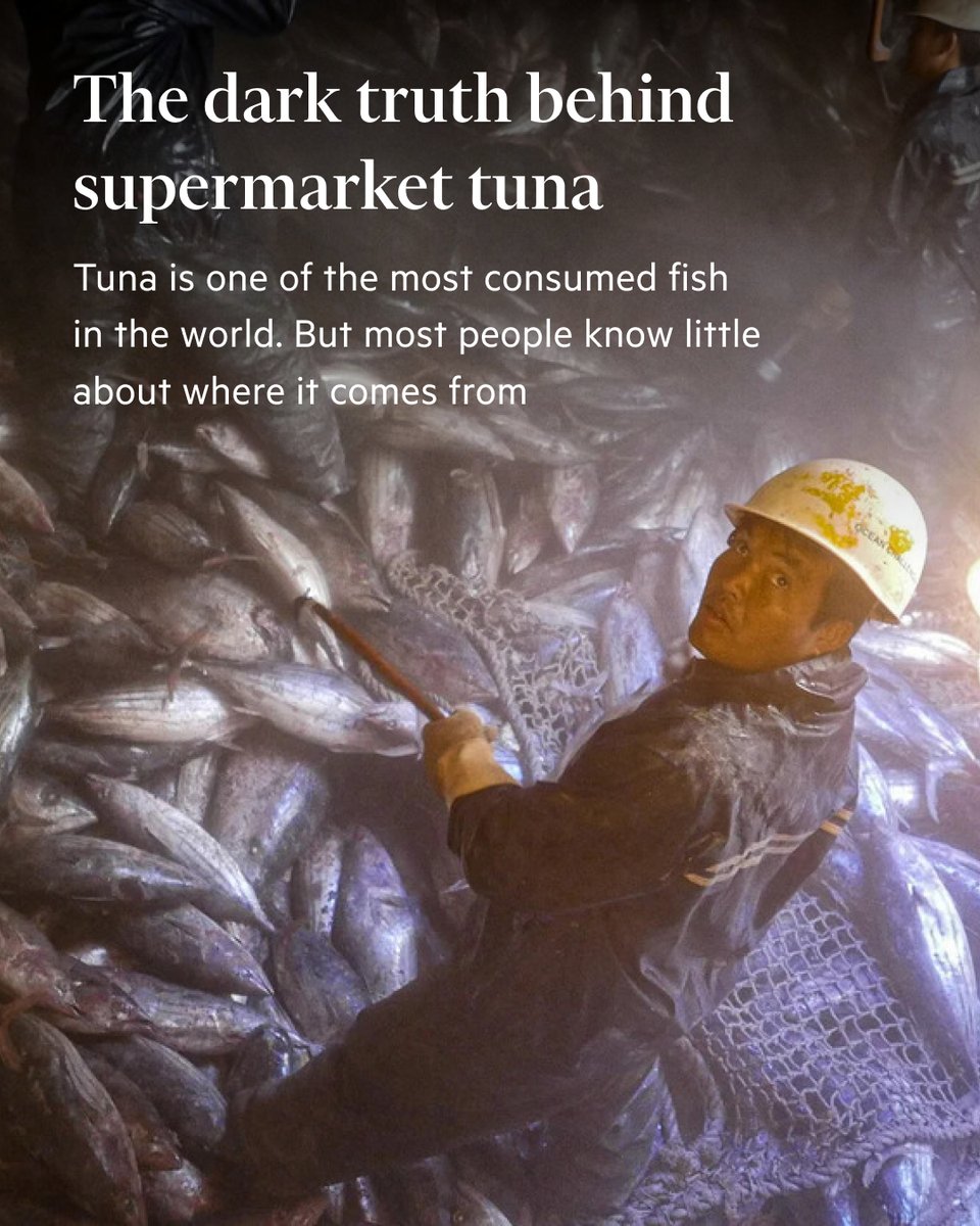 FT's tweet photo. Major retailers are selling tuna from fisheries where crews are exploited and abused — and certification schemes fail to prevent it. https://t.co/GnUnzItCwF https://t.co/aPSDUS5vKw