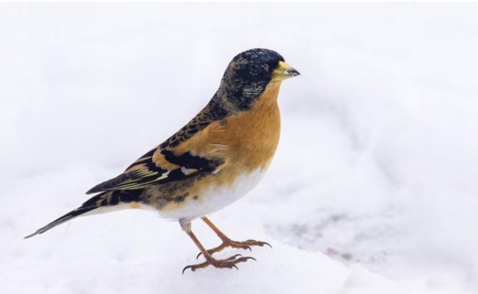 EdithPY2's tweet image. Le pinson du Nord vient réclamer sa pitance !