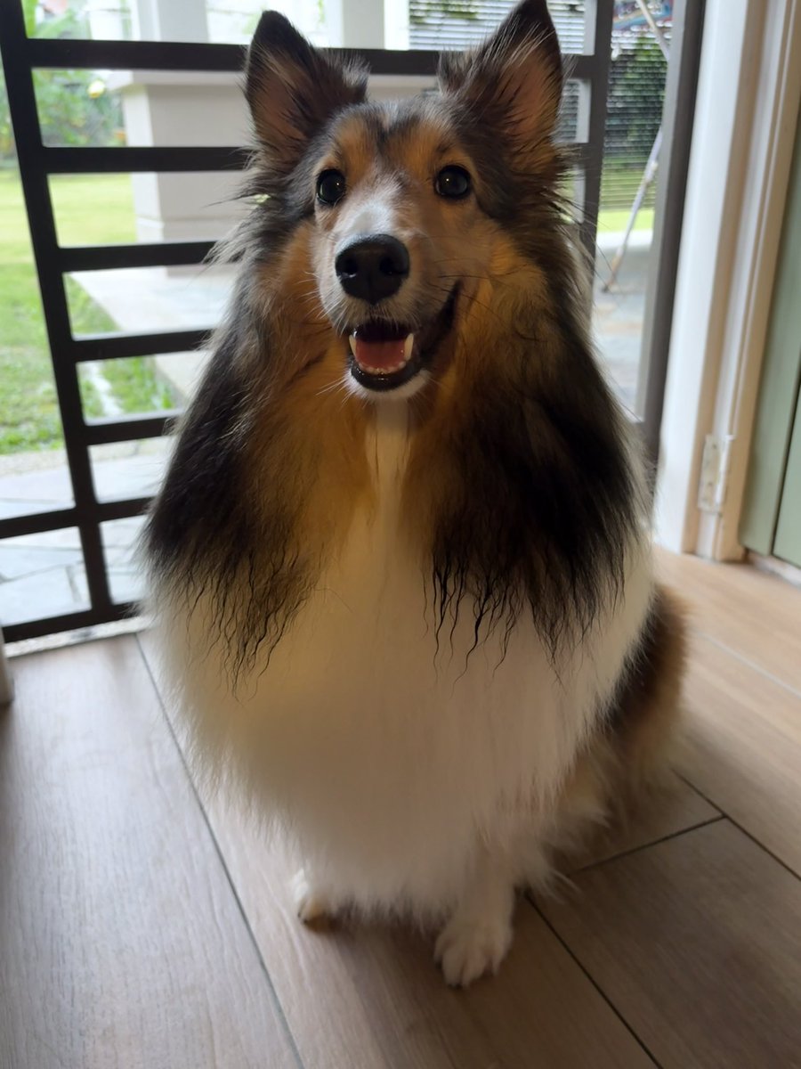 Fenrishion's tweet image. Please…Shetland sheepdog…pleas