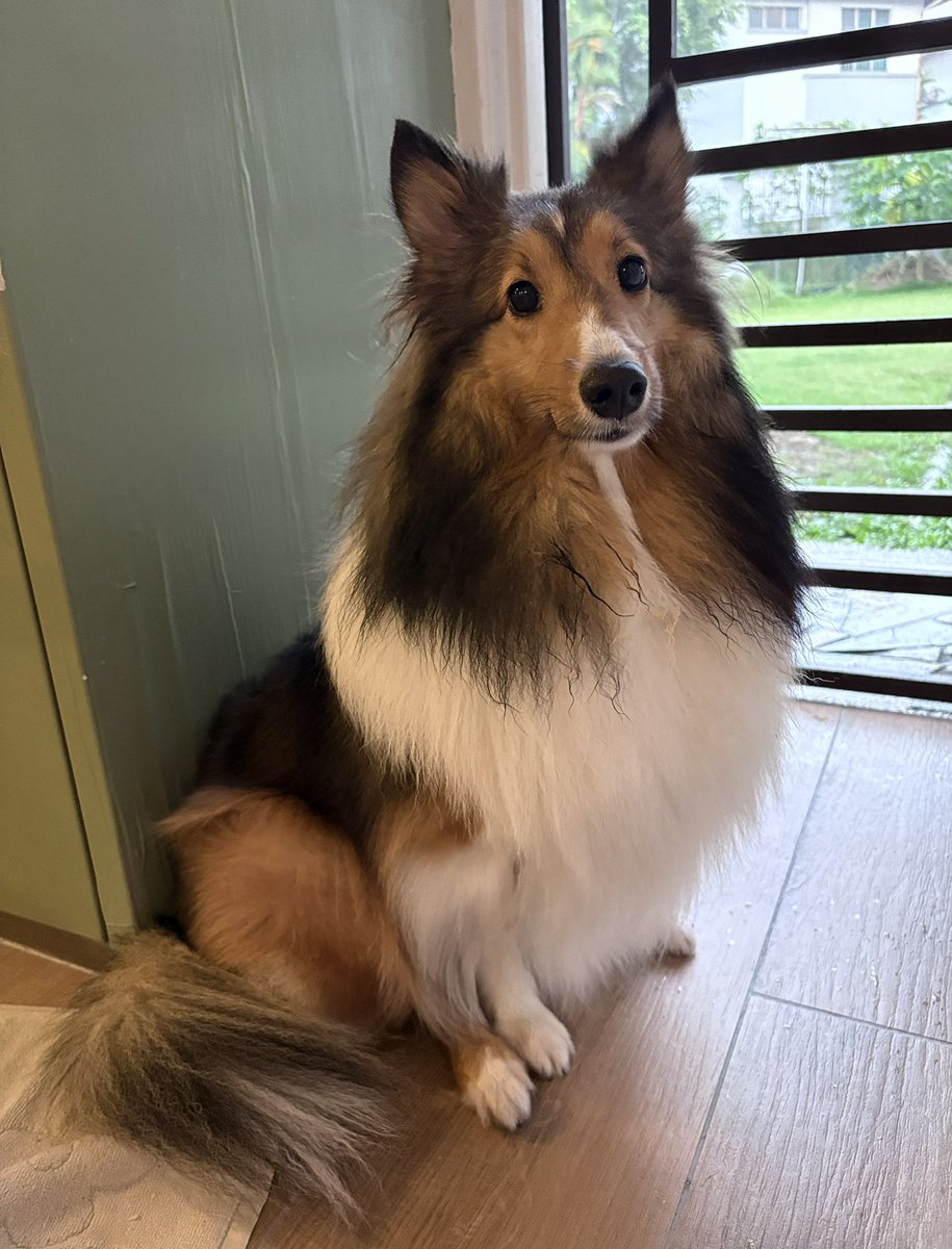 Fenrishion's tweet image. Please…Shetland sheepdog…pleas