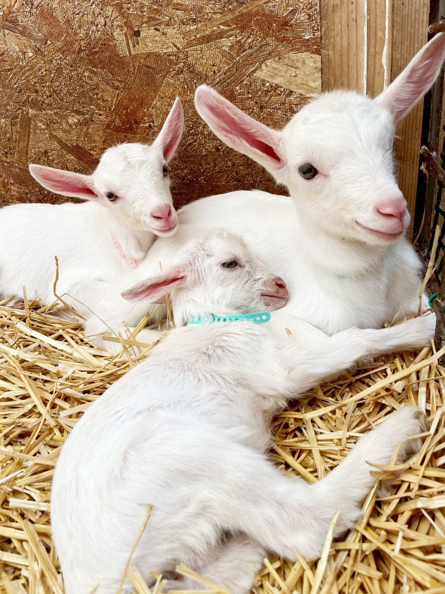 いつも仲良しの子やぎちゃん３匹組がかわいい🥺💘🐐🐐🐐