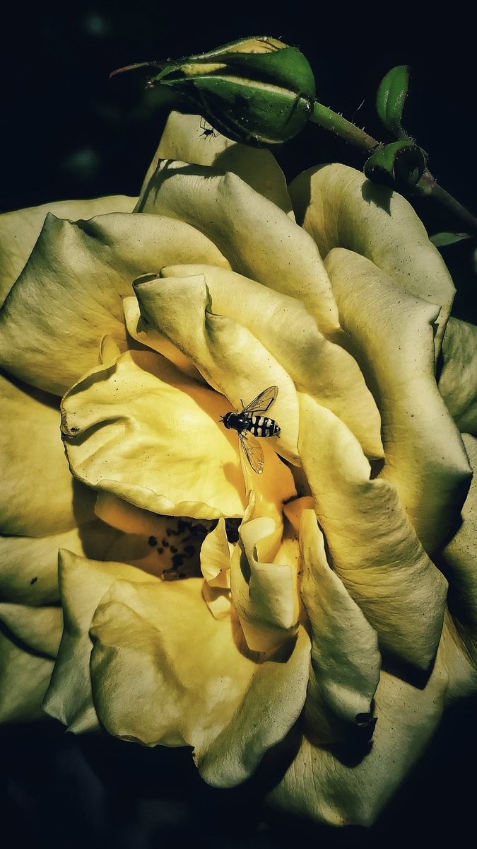 Hoy quiero darle un poco de color a estos días donde todo se hace oscuridad por muchas cosas. 
Feliz viernes y feliz fin de semana !! 
📷