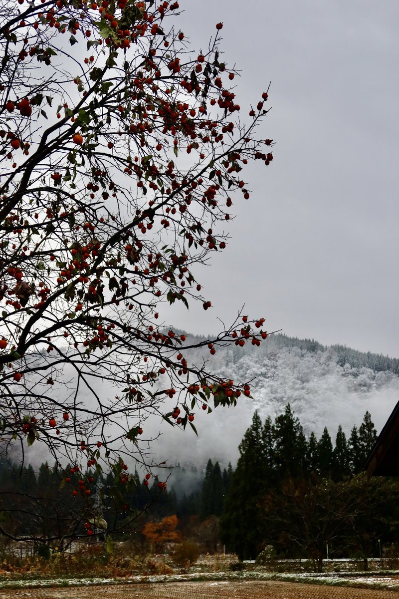 MyGoodRoad's tweet photo. まだ紅葉楽しめるよと聞いて来てみたのですが朝起きたら雪！
翌日は晴天でしたが、きょうは雨！
秋仕舞いなかなか進まず、
滞在が長くなってます💦
#奥会津 #会津大塩 https://t.co/eMsQo8aLAp