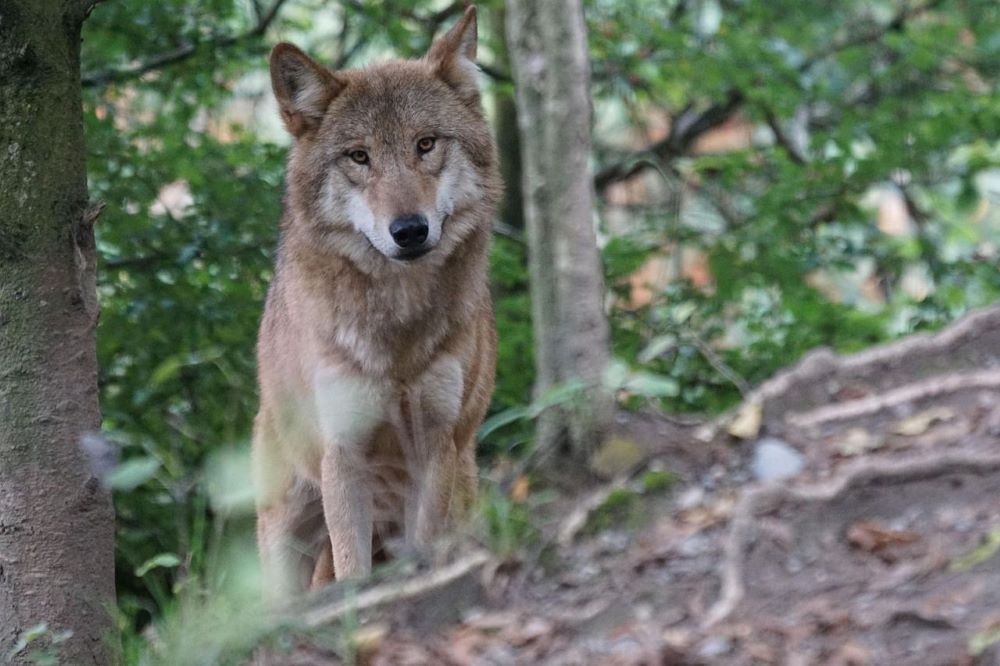 Of het gaat om het herkennen van een wolf, wat te doen bij het tegenkomen van een wolf, het gedrag van wolven, inzicht in wolvenleefgebieden of angst om de natuur in te gaan: het LIW deelt informatie over wolven én biedt een luisterend oor voor iedereen 👉 bit.ly/3X7mzWm