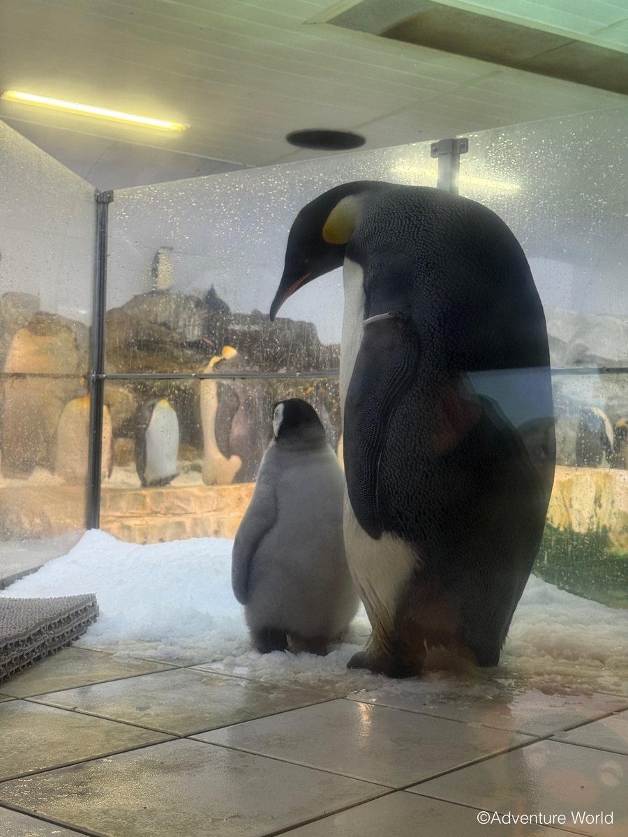 ＼ ただいま、ライブ配信中！ ／
赤ちゃん、初めて雪に対面🐧❄

youtube.com/live/ArqyuJT-x…