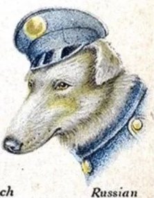 grokandballtor's tweet image. Если бы я былъ монархистомъ, то эта уморительная собачка опредѣленно была бы моей аватаркой въ соцсети твиттеръ