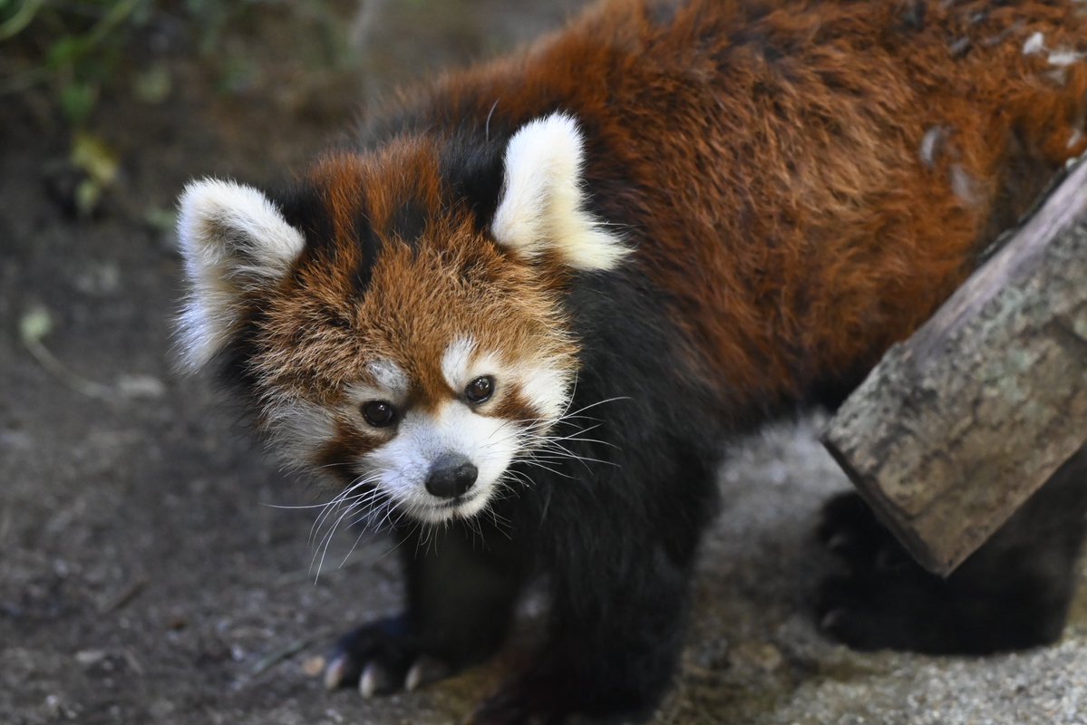 redpanda_p's tweet image. しばらく会えてないなぁ…🫘

#那須どうぶつ王国 
#nasuanimalkingdom 
#アジアの森
#レッサーパンダ
#redpanda
#ダイズ
2025.9