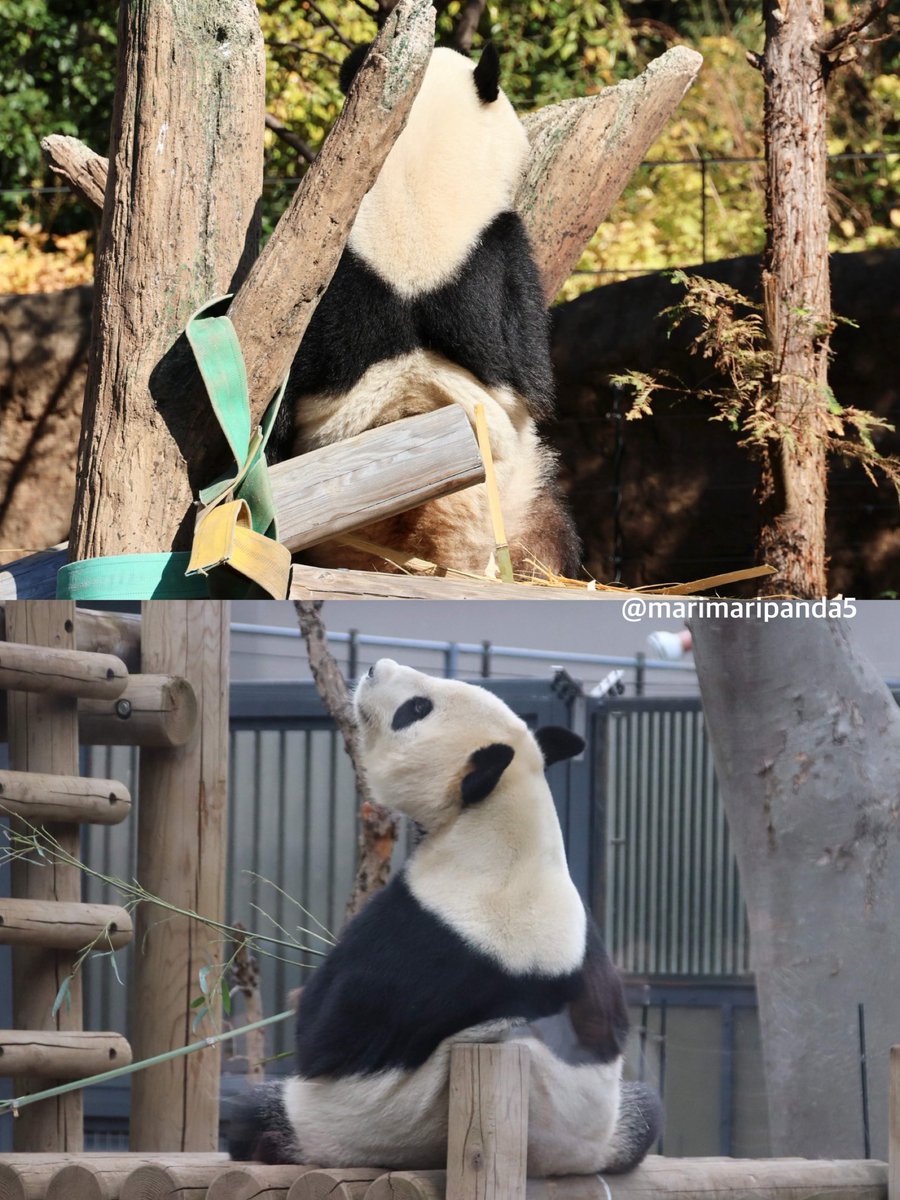 まりまり☆パンダ (@marimaripanda5) / Posts / X