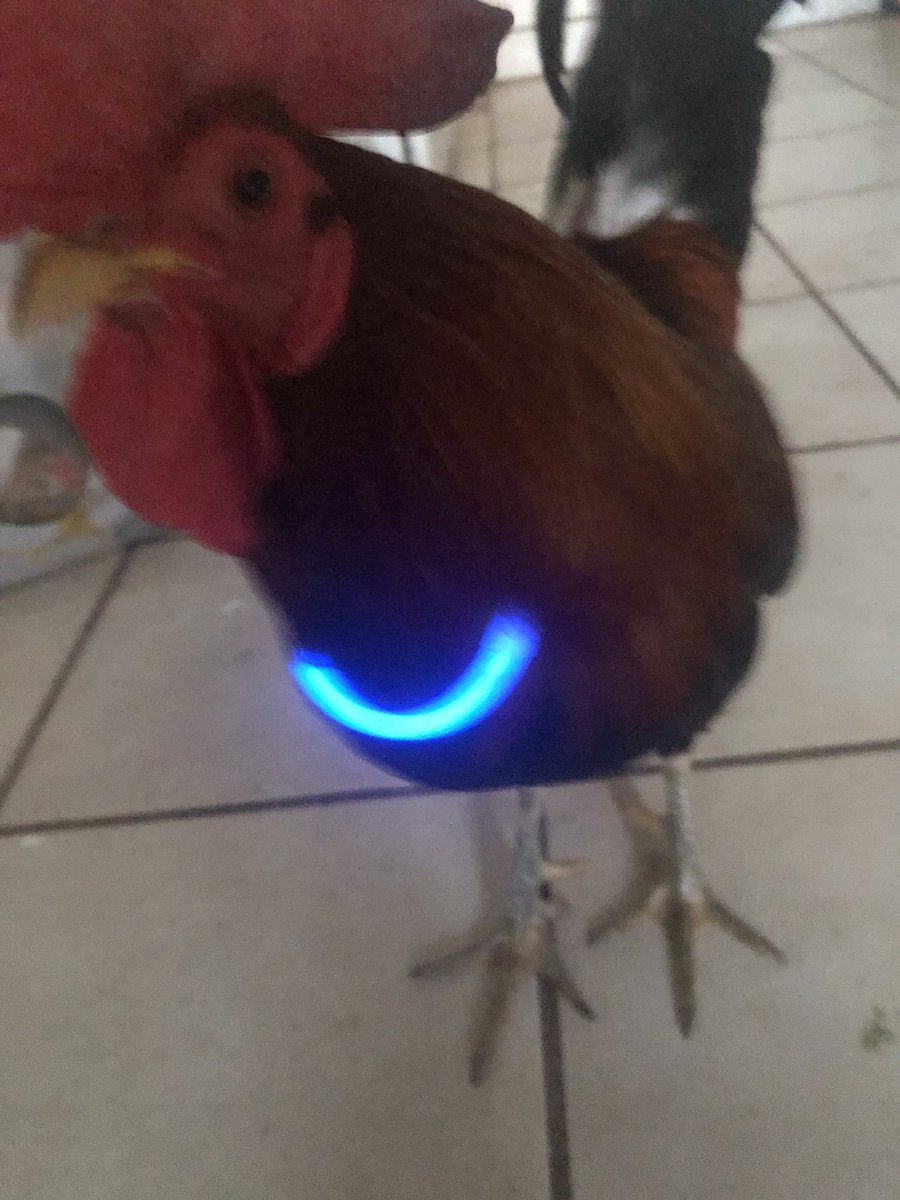 badrechicken's tweet image. for example this rooster, Opal, is extremely cuddly and will stretch his neck out onto peoples shoulders when hes being held

when he was a baby he used to sleep on my laptops keyboard completely flattened out which no other baby chick has ever done