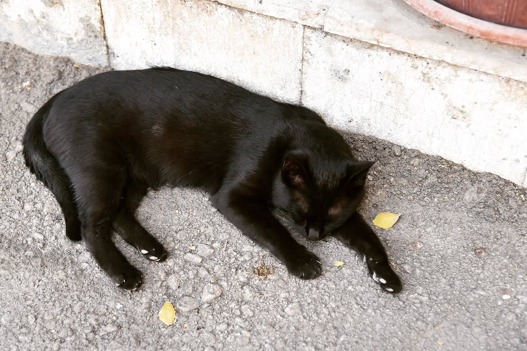 magic_mackee's tweet image. #ウズベキスタン滞在記

ブハラで出会った黒猫ちゃん🐈‍⬛