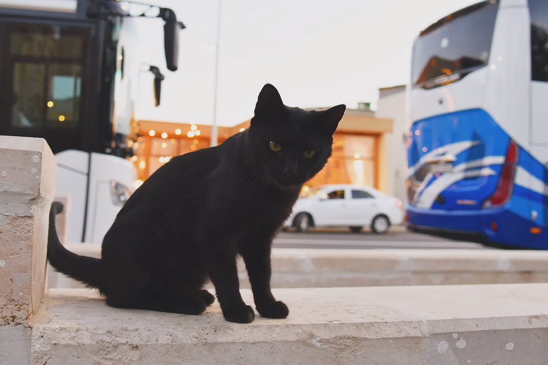 magic_mackee's tweet image. #ウズベキスタン滞在記

ブハラで出会った黒猫ちゃん🐈‍⬛