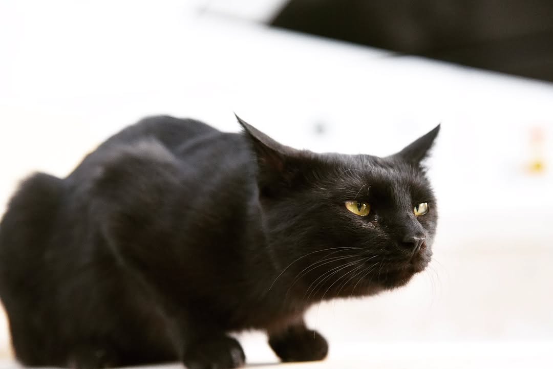 magic_mackee's tweet image. #ウズベキスタン滞在記

ブハラで出会った黒猫ちゃん🐈‍⬛