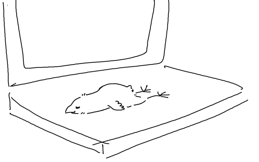 badrechicken's tweet image. for example this rooster, Opal, is extremely cuddly and will stretch his neck out onto peoples shoulders when hes being held

when he was a baby he used to sleep on my laptops keyboard completely flattened out which no other baby chick has ever done