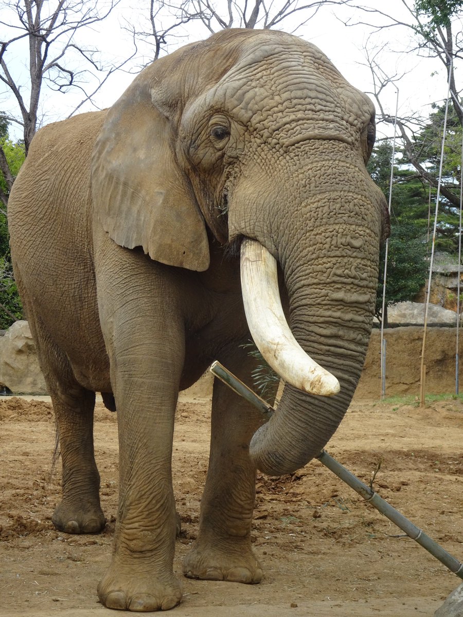 sendaisiyagiya's tweet image. 【訃報】
アフリカゾウ「ベン」が11月21日（金）午前6時2分に起立困難となり、起立介助や加療を行いましたが、同日12時18分に死亡いたしました。
死亡の経緯や原因につきましては、分かり次第、ご報告させていただきます。

#八木山動物公園
#アフリカゾウ
#ベン