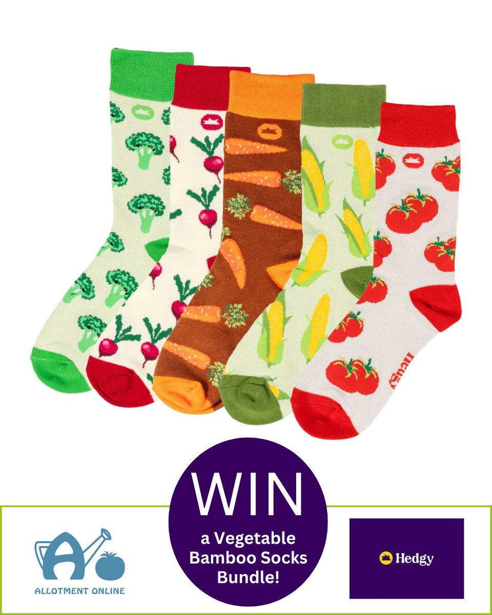 allotmentonline's tweet image. NEW COMPETITION!
Enter for the chance to WIN a Vegetable Bamboo Socks Bundle from We Are Hedgy!
Please follow, RT and enter on the link:
allotmentonline.co.uk/win-a-bamboo-s…
#vegetablesocks #bamboosocks #growinggifts