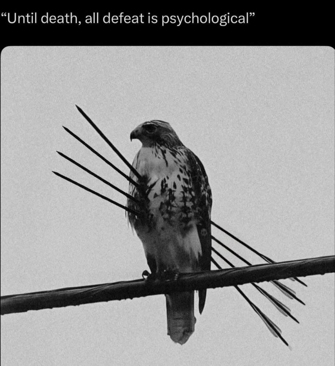 noob trader tweet media