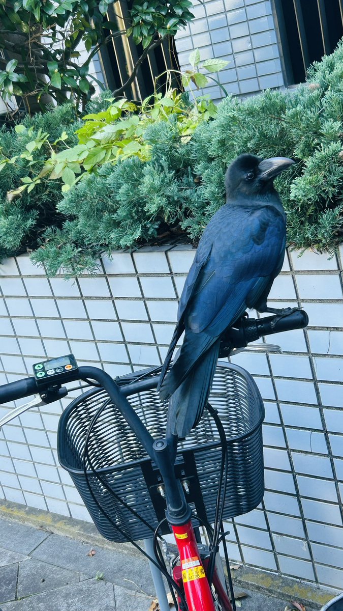 カラスさんいた🦊ྀི