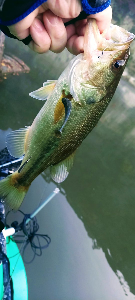 takehikobass's tweet photo. 本日豊英32頭で5本!
デカイのは釣れなかったけど好きな釣りで秋の豊英満喫しました🍁
#笹ぱん会
#豊英湖
#JACKAL
#SPIKIX https://t.co/wDgtSyTk70