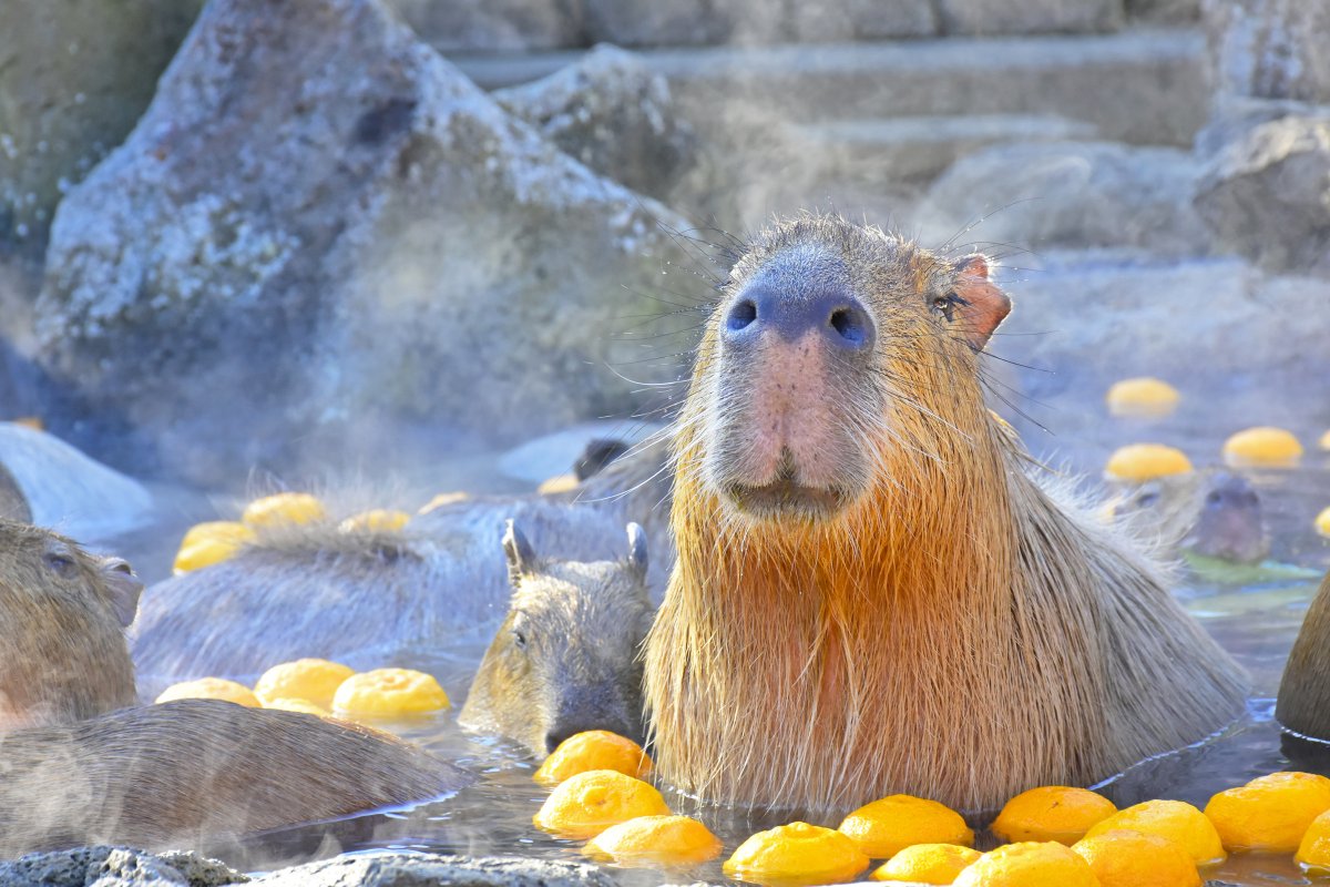 カピバラ子　0728ー0801 カピバラ子 0728ー0801 カピバラ子 0728ー0801 カピバラ子様専用