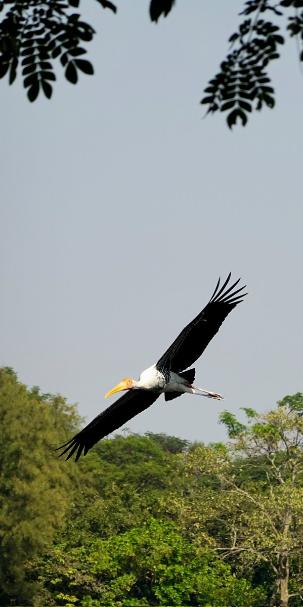 's tweet image. Happy Flyday Friday! 
Let’s see your recent bird shots 📸